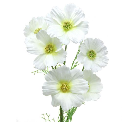 Floristik24 Cosmea balta 77cm 3vnt