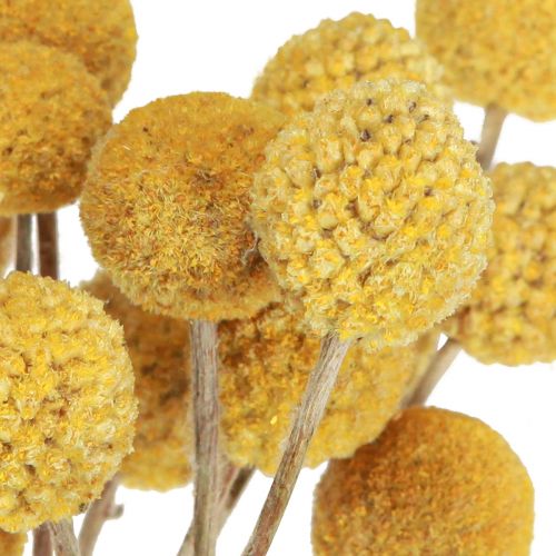 Floristik24 Craspedia blauzdelės sausa apdaila natural 45cm 25 vnt