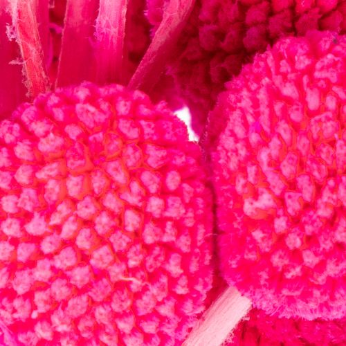 Craspedia džiovintų gėlių puokštė floristikai, 55 cm, 20 vnt. | Floristik24.lt