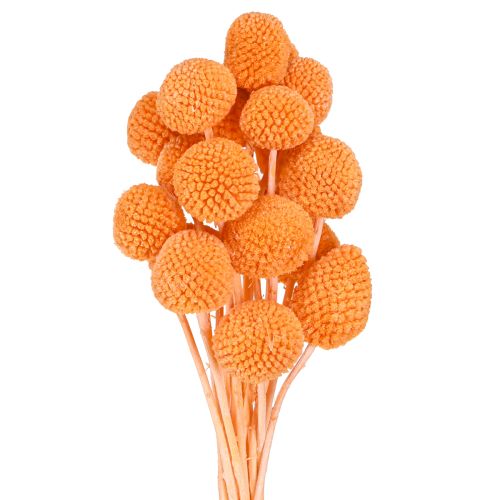 daiktų Craspedia balinti džiovinti žiedai oranžiniai 50-55cm 20vnt
