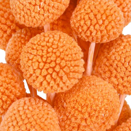daiktų Craspedia balinti džiovinti žiedai oranžiniai 50-55cm 20vnt