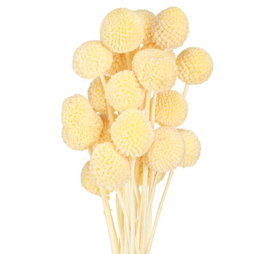 Floristik24 Craspedia dažytų blauzdelių kremas 50-55cm 20vnt