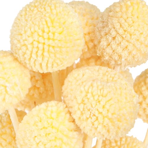 daiktų Craspedia dažytų blauzdelių kremas 50-55cm 20vnt