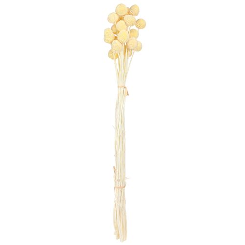 daiktų Craspedia dažytų blauzdelių kremas 50-55cm 20vnt