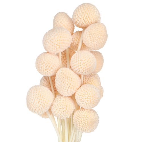 daiktų Craspedia dažytos Drumsticks Peach 50-55cm 20vnt