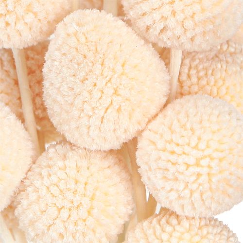 daiktų Craspedia dažytos Drumsticks Peach 50-55cm 20vnt