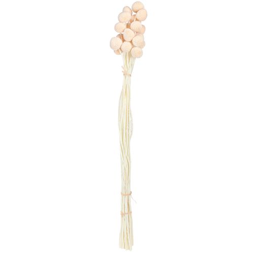 daiktų Craspedia dažytos Drumsticks Peach 50-55cm 20vnt