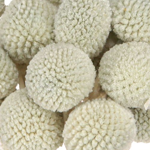 daiktų Craspedia džiovintos blauzdelės pilkos 50-55cm 20vnt