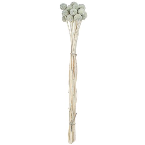 daiktų Craspedia džiovintos blauzdelės pilkos 50-55cm 20vnt