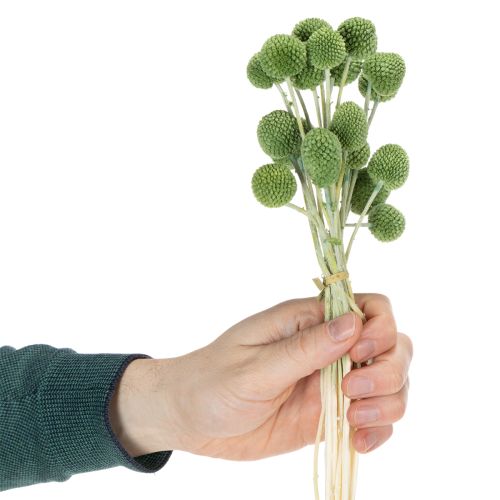 daiktų Džiovinti Craspedia gėlių kamuoliukai stilingoms rudens dekoracijoms, 55 cm, 20 vnt.
