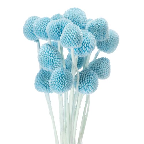 Craspedia džiovintų gėlių dekoracija vazai, minimalistinio stiliaus, ilgai išliekanti vasaros puošmena, 55 cm, 20 vnt.