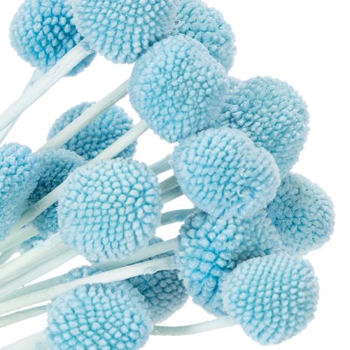 daiktų Craspedia džiovintų gėlių dekoracija vazai, minimalistinio stiliaus, ilgai išliekanti vasaros puošmena, 55 cm, 20 vnt.