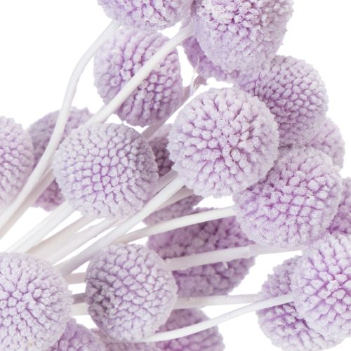 daiktų Džiovintos Craspedia gėlės moderniam stalo papuošimui jūsų namuose, 55 cm, 20 vnt.