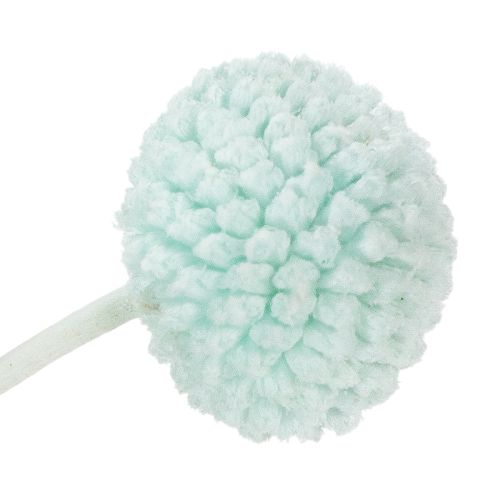 daiktų Džiovintos kraspedijos gėlės, dekoratyvinė puokštė svetainei, stalo dekoracijai, vestuvėms, 55 cm, 20 vnt.