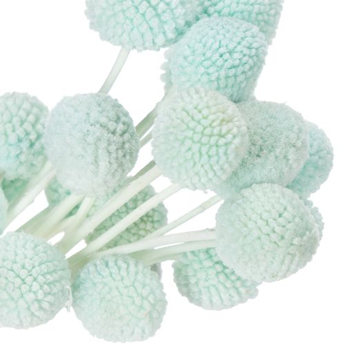 daiktų Džiovintos kraspedijos gėlės, dekoratyvinė puokštė svetainei, stalo dekoracijai, vestuvėms, 55 cm, 20 vnt.