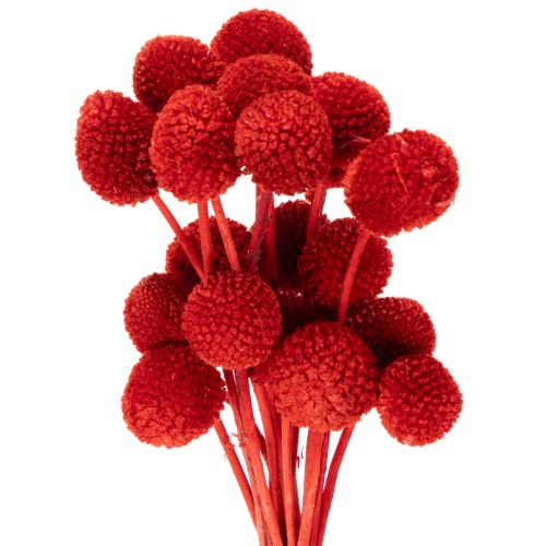 Džiovintos Craspedia gėlės, dažytos, ilgais stiebais, 55 cm, 20 vnt.