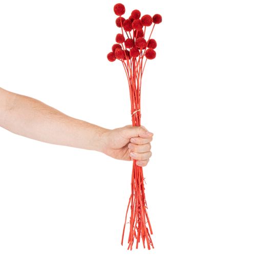 Džiovintos Craspedia gėlės, dažytos, ilgais stiebais, 55 cm, 20 vnt. | Floristik24.lt