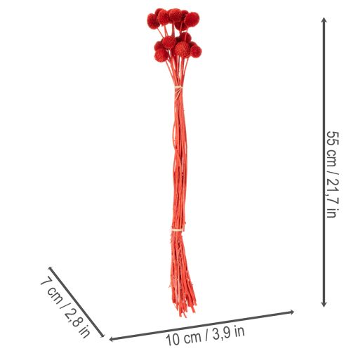 Džiovintos Craspedia gėlės, dažytos, ilgais stiebais, 55 cm, 20 vnt. | Floristik24.lt
