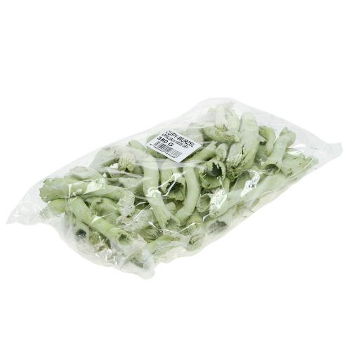 daiktų Cupy Roots, Pepe Cone šviesiai žalias, baltas Washed 350g