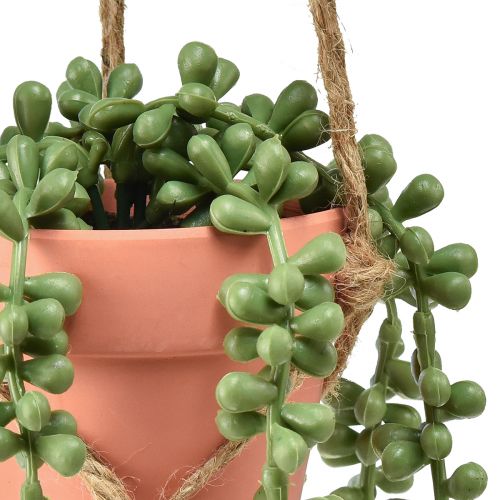 daiktų Dirbtiniai sukulentai Kabantys Snake Stonecrop 34cm