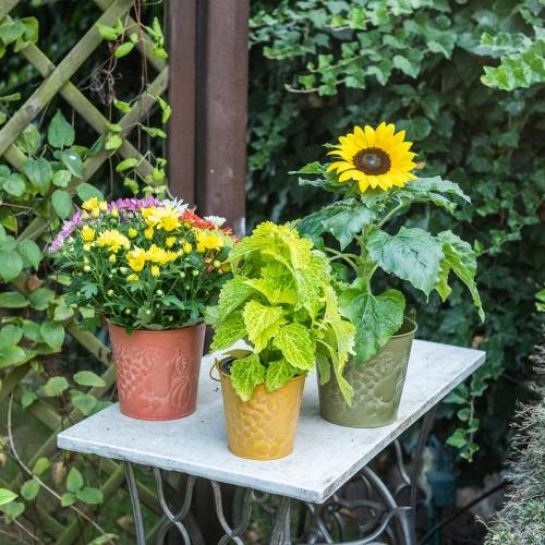 Floristik24 Dekoratyviniai kibiro vaisiai geltona, oranžinė, žalia plauti Ø12,5cm H12cm rinkinys iš 3 vnt.