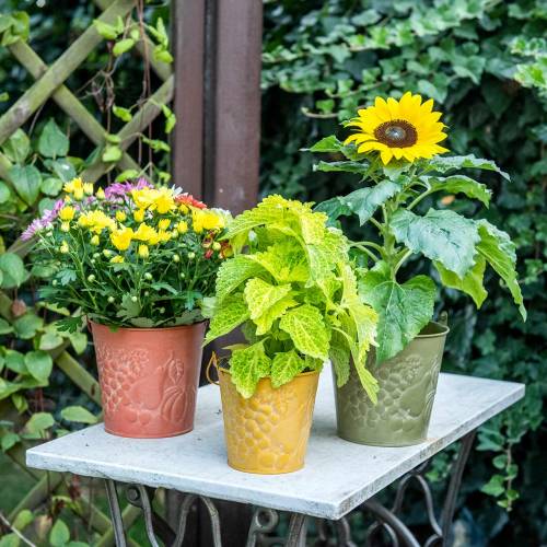 daiktų Dekoratyvinis kibiras su skalbtais vaisiais geltona, oranžinė, žalia Ø15cm H14cm rinkinys iš 3 vnt.