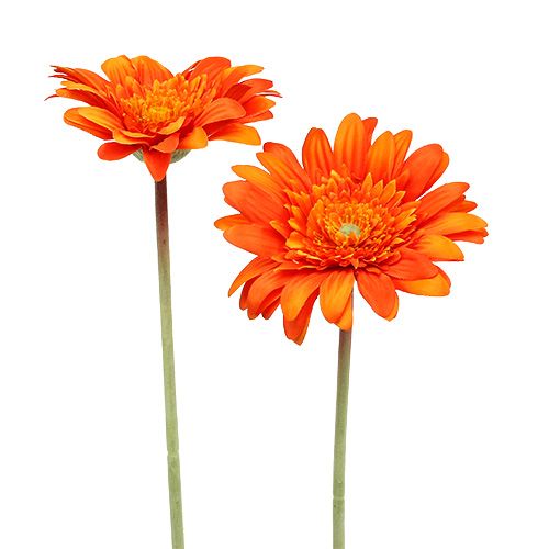 Floristik24 Deco gerbera oranžinė Ø10cm L53cm 6vnt