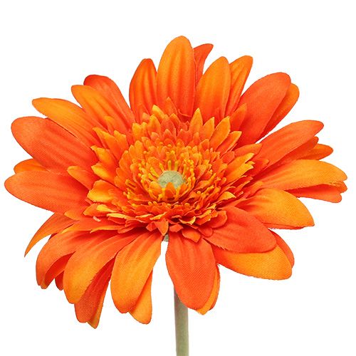 Floristik24 Deco gerbera oranžinė Ø10cm L53cm 6vnt