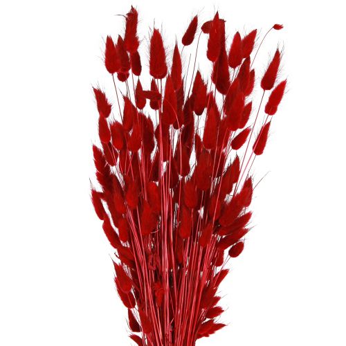Floristik24 Dekoratyvinė žolė Red Lagurus džiovintos gėlės triušio uodegos žolė 50g