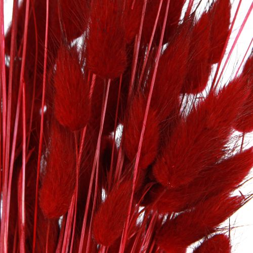 Floristik24 Dekoratyvinė žolė Red Lagurus džiovintos gėlės triušio uodegos žolė 50g