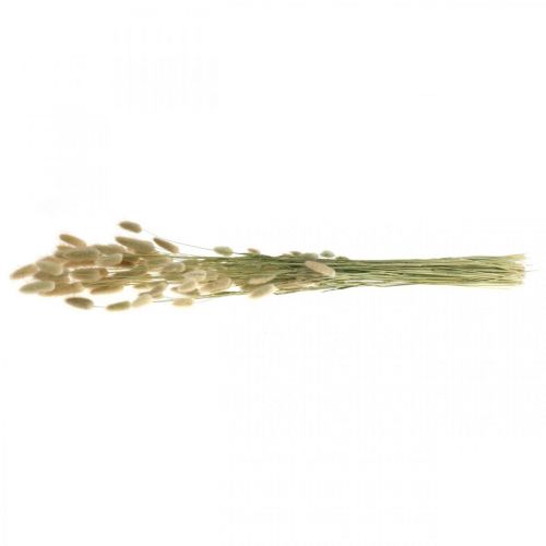 daiktų Džiovintos Lagurus, Lagurus džiovintos gėlės, Natūrali Lagurus žolė L30-70cm 45g