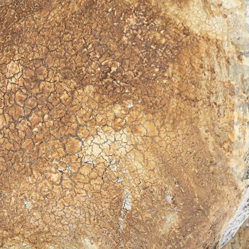 daiktų Dekoratyvinė triušio figūrėlė pavasariniam namų akcentui, 32 cm, 2 dalys