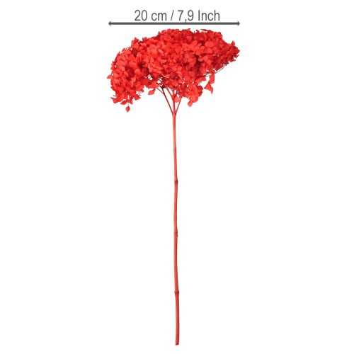 Floristik24 Dekoratyvinė hortenzija, džiovinta, raudona, Ø20cm, 1 vnt.