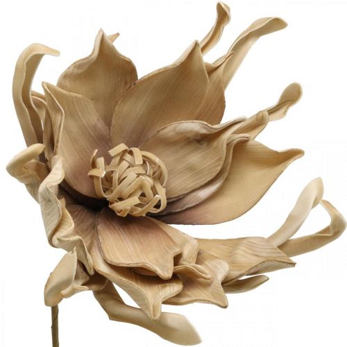 Floristik24 Deco lotoso gėlė dirbtinė lotoso gėlė dirbtinė gėlė smėlio spalvos L68cm
