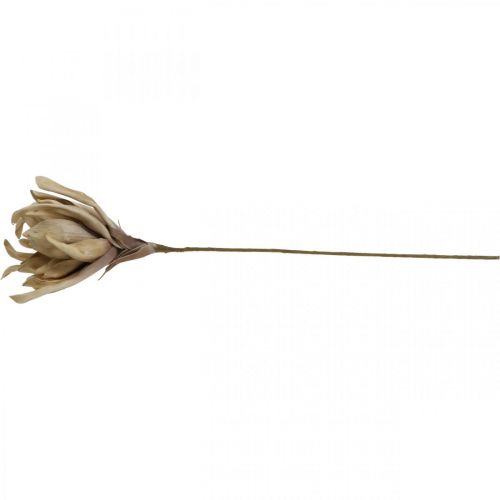Floristik24 Deco lotoso gėlė dirbtinė lotoso gėlė dirbtinė gėlė smėlio spalvos L68cm