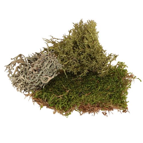 daiktų Dekoratyvinės samanos – tikros samanos ir kerpės kompozicijoms 250g