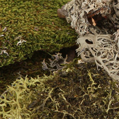 daiktų Dekoratyvinės samanos rankdarbiams žalios, šviesiai žalios natūralios samanos 75g