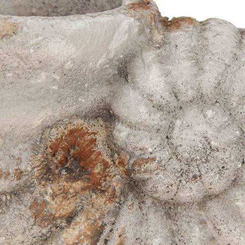 daiktų Dekoratyvinis kriauklių akmens išvaizdos vazonas 22,5x13,5x13,5 cm