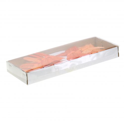 Floristik24 Deco drugelis oranžinis 12vnt