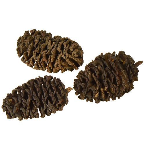 daiktų Dekoratyviniai kankorėžiai iš alksnio natūralūs dekoravimui 3-4 cm 200 g