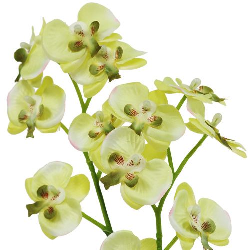 Floristik24 Mini orchidėja šviesiai žalia su gaubliu 30cm