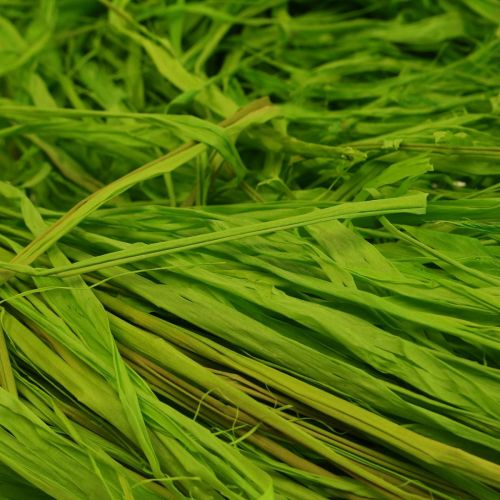 daiktų Dekoratyvinė rafija, skirta natūraliai rafijai gaminti rafijos obuolių žalia 200g
