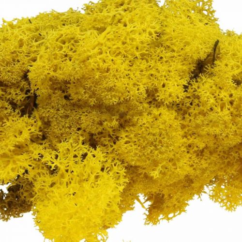 Deco samanų geltona šiaurės elnio samana rankdarbiams citrininė geltona 500g