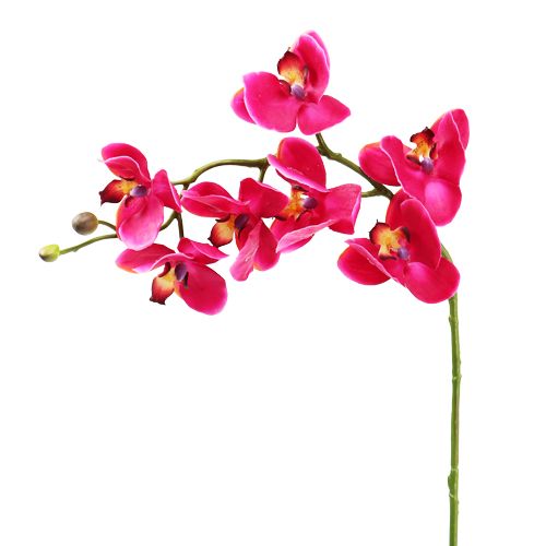 Floristik24 Dirbtinė orchidėja fuksija 77cm