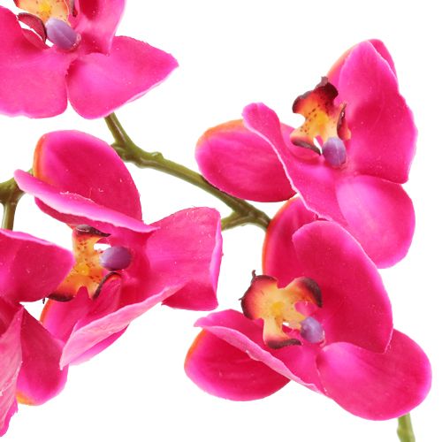 daiktų Dirbtinė orchidėja fuksija 77cm