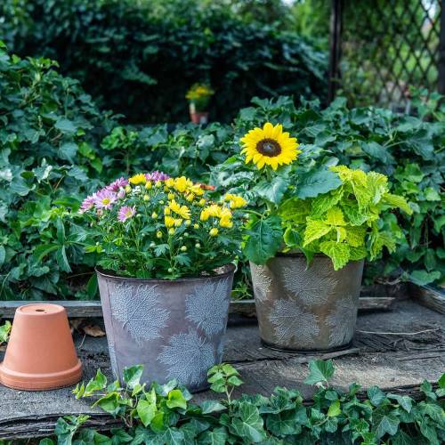 Floristik24 Dekoratyvinis augalų vazonas su lapais cinko metalo pilka, oranžinė, ruda Ø26cmH22cm 3vnt.