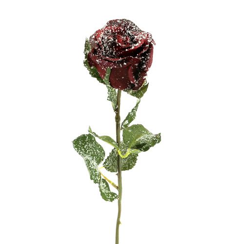 daiktų Deco rožė snieguota raudona Ø6cm 6vnt