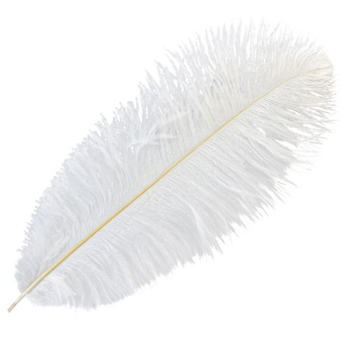 daiktų Stručio plunksnos Exotic Decoration Baltos plunksnos 32-35cm 4 vnt