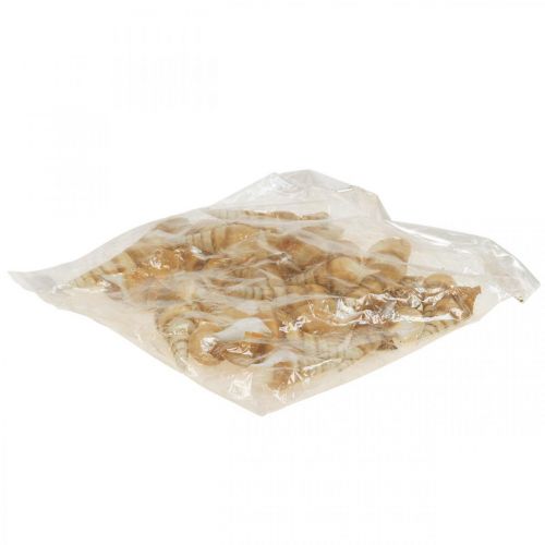 Floristik24 Deco jūrinis sraigės kiautas smailus 1kg