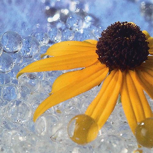 Floristik24 Deco gelis Aqualinos 15g skaidrus